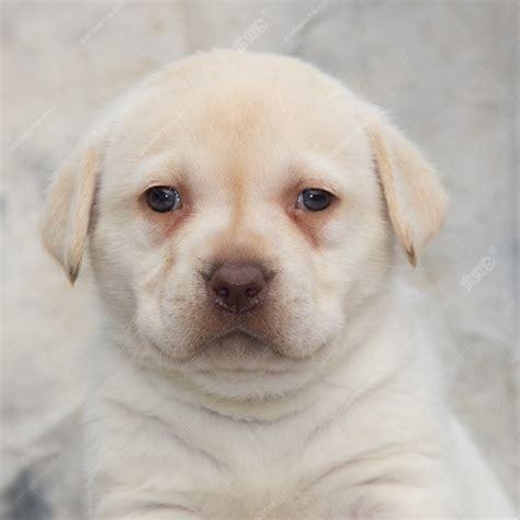 纯种拉布拉多犬幼犬狗狗出售 宠物拉布拉多犬可支付宝交易 拉布拉多犬 /编号10049500 - 宝贝它