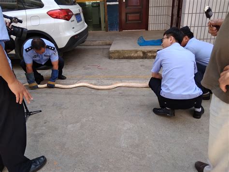 在建公园惊现白色蟒蛇 长2米