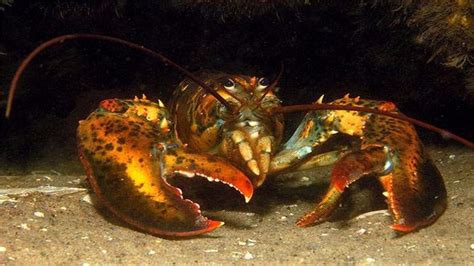 世界上最大的虾:波士顿龙虾(长1.06米/重40斤) — 1号百科网