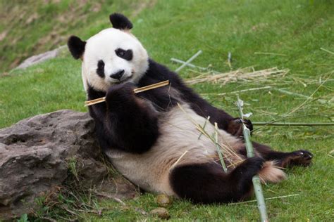 2019红遍全网的大熊猫 看看都有谁-大熊猫网