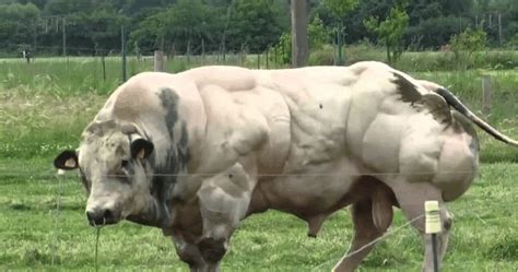 世界上体型最大的牛，身上只长肌肉不长肥肉，老虎见了也害怕 | 说明书网