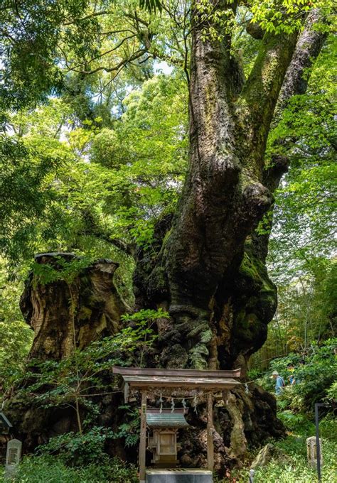 它是日本最鼎盛的神社，只因有三大神木之一的千年巨楠|神木|神社|楠树_新浪新闻