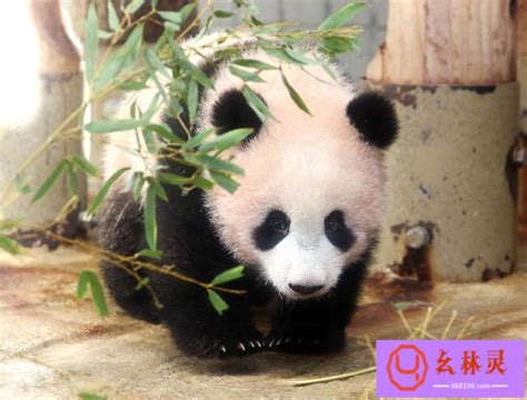 大熊猫,水平画幅,动物身体部位,野外动物,熊,动物主题,特有物种,哺乳纲,熊猫,四川省摄影素材,汇图网www.huitu.com
