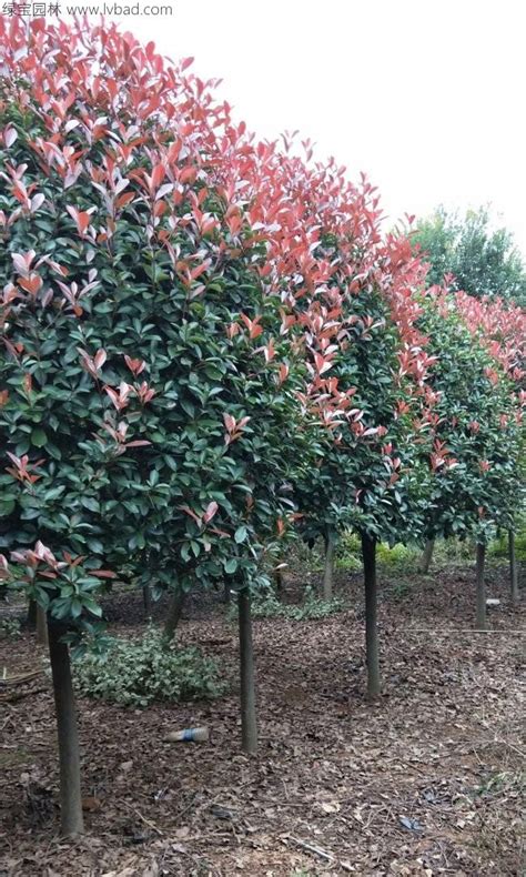 红叶石楠的炼苗与养护技巧分享 - 南京雅萍苗圃场