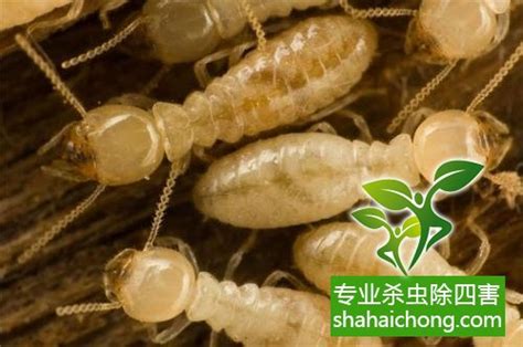 深圳白蚁防治的服务流程_问题解答_除四害消杀灭虫网