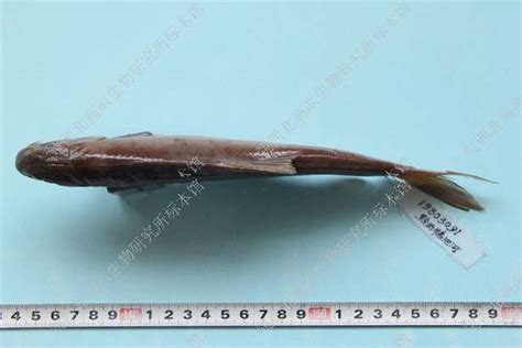异齿裂腹鱼 Schizothorax o’connori - 物种库 -藏东南动物资源综合考查与重要类群资源评估