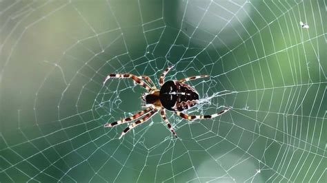 蜘蛛在结网时，是如何把第一根线从一边结到另一边上的呢？_腾讯视频