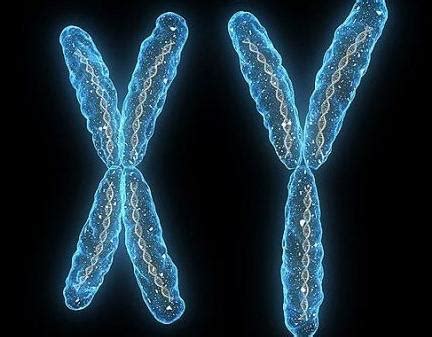 人的染色体有多少对 人的染色体介绍_知秀网
