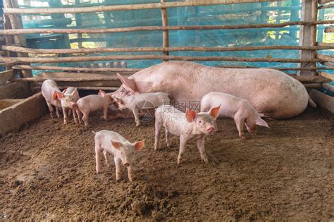 农村场里的猪高清图片下载-正版图片502617148-摄图网