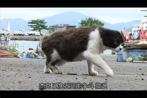 《猫咪物语3》-高清电影-完整版在线观看