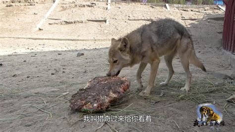 95后女孩“与狼共舞”成网红 每天剁50斤肉喂8匹狼