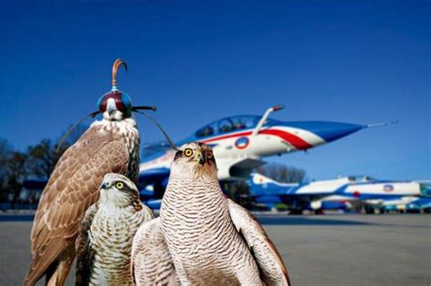 鸟击事件发生数量较往年同期明显上升，首都机场采用鹰隼驱鸟 - 民用航空网