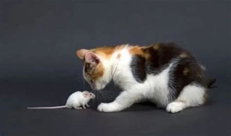 宠物猫会不会吃老鼠-宠物网问答