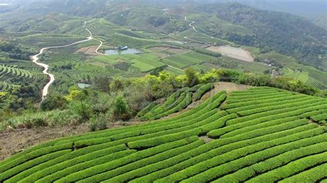 六大茶山2021年御品原茶（生茶）即将火热上市-爱普茶网,最新茶资讯网站,https://www.ipucha.com