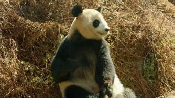 拍的最好的熊猫照片？ - 知乎