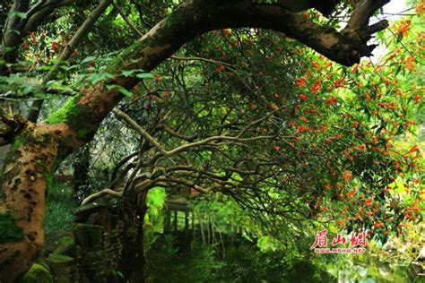 故乡的桂花树|摄影|风光|cloverxin - 原创作品 - 站酷 (ZCOOL)
