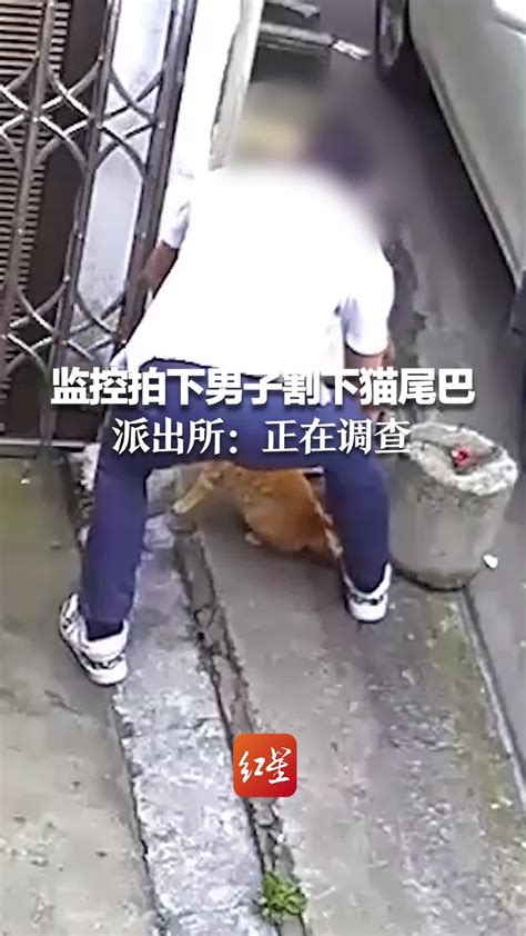 监控拍下男子割下猫尾巴 派出所：正在调查_凤凰网视频_凤凰网