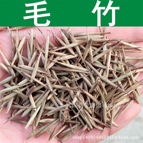 新采摘竹子种子 毛竹种子 茅竹种子 大型竹楠竹种子竹米可食用-阿里巴巴