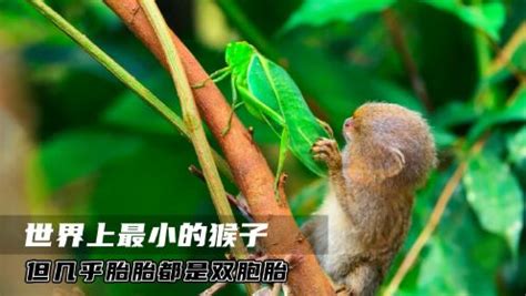 “猿宇宙”迎新，黑丛尾猴在广州成功繁育