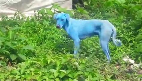 一只蓝色小狗AI素材免费下载_红动中国