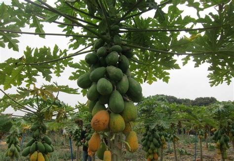 市场上的食用木瓜竟然是转基因水果-行业新闻-中国花木网