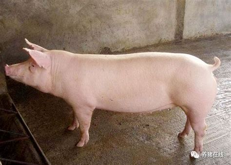 母猪的产后护理及仔猪保育技术！|遗传育种【搜猪网_生猪预警网】