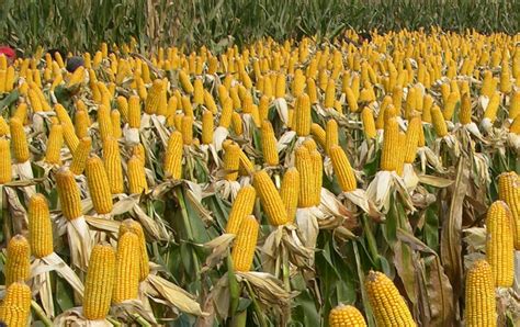 2021年十大国审玉米新品种 - 惠农网