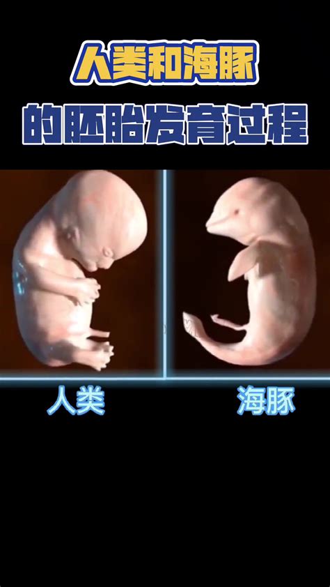 人才强校 | 生物学院吴森教授、赵要风教授团队在哺乳动物克隆胚胎早期流产机制研究中取得重要进展