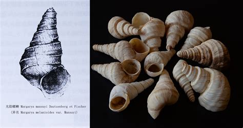 螺蛳岗古带螺_ Archaeozonites luosigangensis Yu, 1982_国家岩矿化石标本资源共享平台