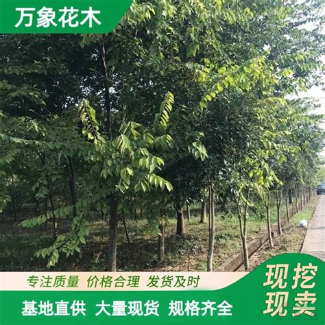 江苏宿迁万象花木出售 珊瑚朴苗 根系发达 道路绿化防护树种 厂家批发直销 _13641516688_沭阳万象花木种植专业合作社