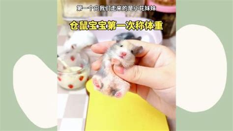 【仓鼠】【图】仓鼠怎么分公母 三个月龄后才能辨别清楚_伊秀宠物|yxlady.com