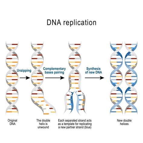 DNA Sequencing: Definition, Importance, Methods and More
