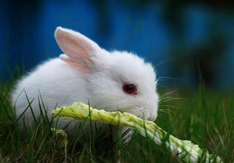 暗墨家的小白兔 01 小白兔到家第一餐一颗小青菜吃得津津有味