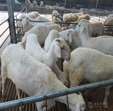 今日全国活羊价格表2020年活羊价格预测价格养殖利润_全国__羊-食品商务网
