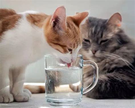 为什么有的猫咪喜欢喂水呢-宠物网问答