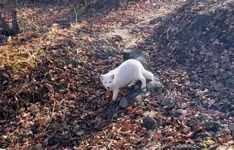 黑龙江山上出现5只白狐，网友：或是人为抛弃|北极|白狐|皮毛_新浪新闻