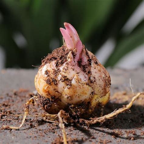 百合的繁殖是怎样的,百合花怎么养 五大繁殖技巧来帮你种植 - 品尚生活网