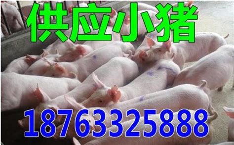 河南淮滨：欧坡养殖场母猪仔猪肥猪满圈带贫87户350人（组图）
