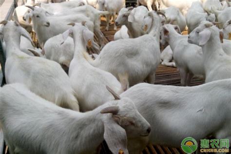 放养山羊100只一年利润有多少？山区养殖山羊的技术介绍 - 惠农网