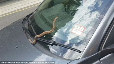 澳洲女司机发现车头挡风玻璃上出现一条蟒蛇 - 神秘的地球 科学|自然|地理|探索
