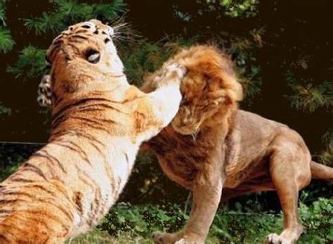 森林之王是什么动物（狮子和老虎到底谁更厉害些）_灵呼网