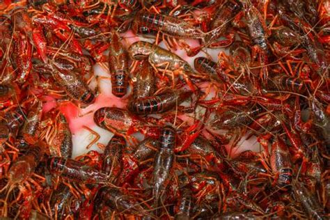 野生小龙虾吃什么食物 - 业百科