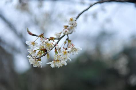 春天背景开花的樱桃花树和叶子高清图片下载-正版图片504285398-摄图网