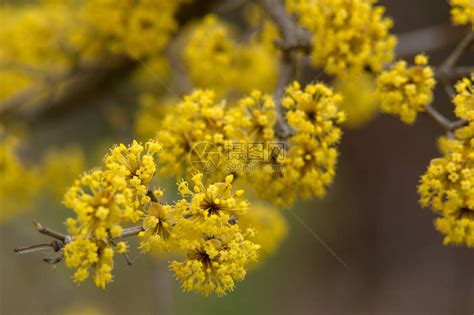 在春黄花中盛开的狗高清图片下载-正版图片506007431-摄图网