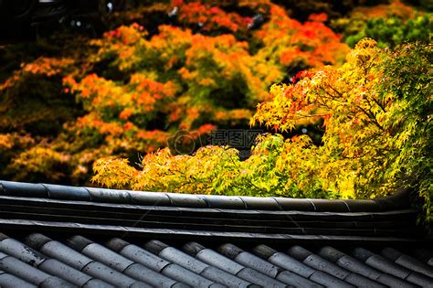 红黄橘绿色彩斑斓，北京世园公园秋色“醉美”_京报网