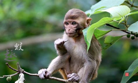 80年属猴几月出生命好 -属猴-生肖网