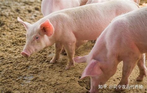 司令农品：养好母猪的注意事项 - 知乎