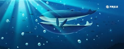 一鲸落万物生，为何鲸鱼的死亡会被称为大自然最浪漫的？