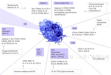 巨噬细胞M1型，M2型-染色，双标，流式，历时2年硬干货分享.