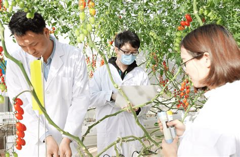 新农民超乎你想象！90后学霸用AI种番茄：远程监控种植，产量能翻倍_农业_杨浩_赵然